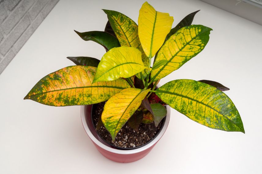 plante d'intérieur Croton ou Codiaeum