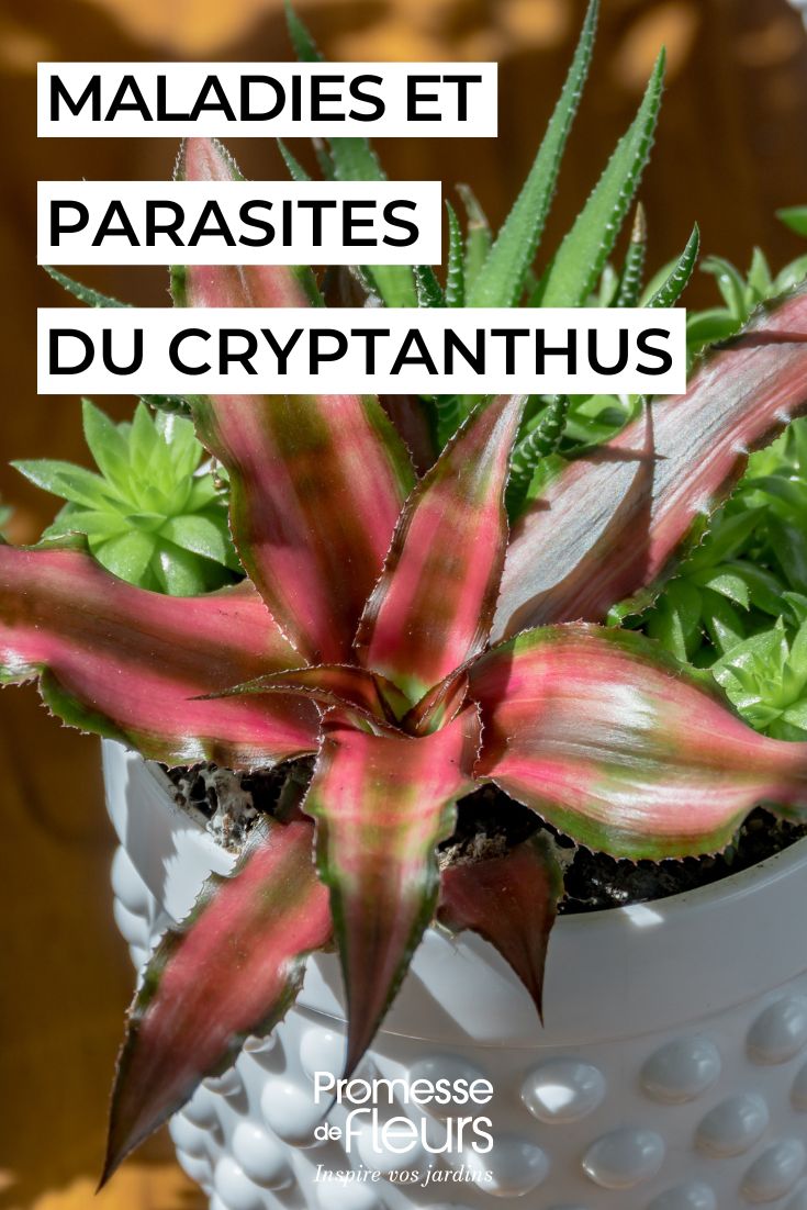soigner le CRYPTANTHUS