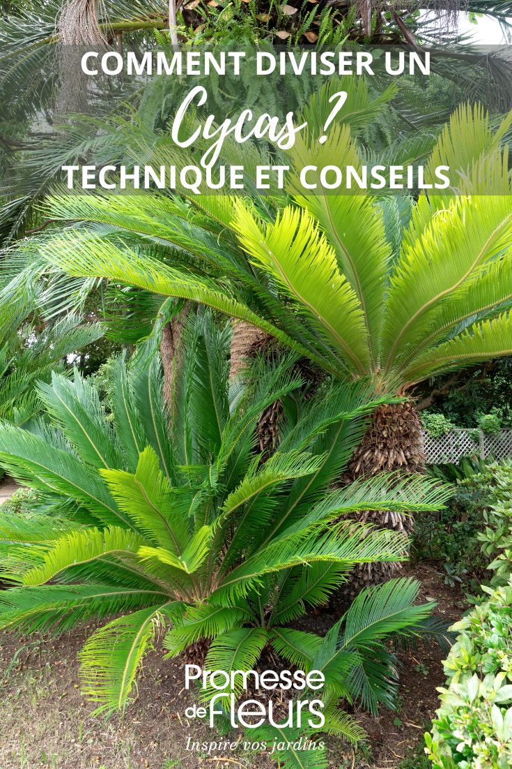 multiplier et diviser un cycas