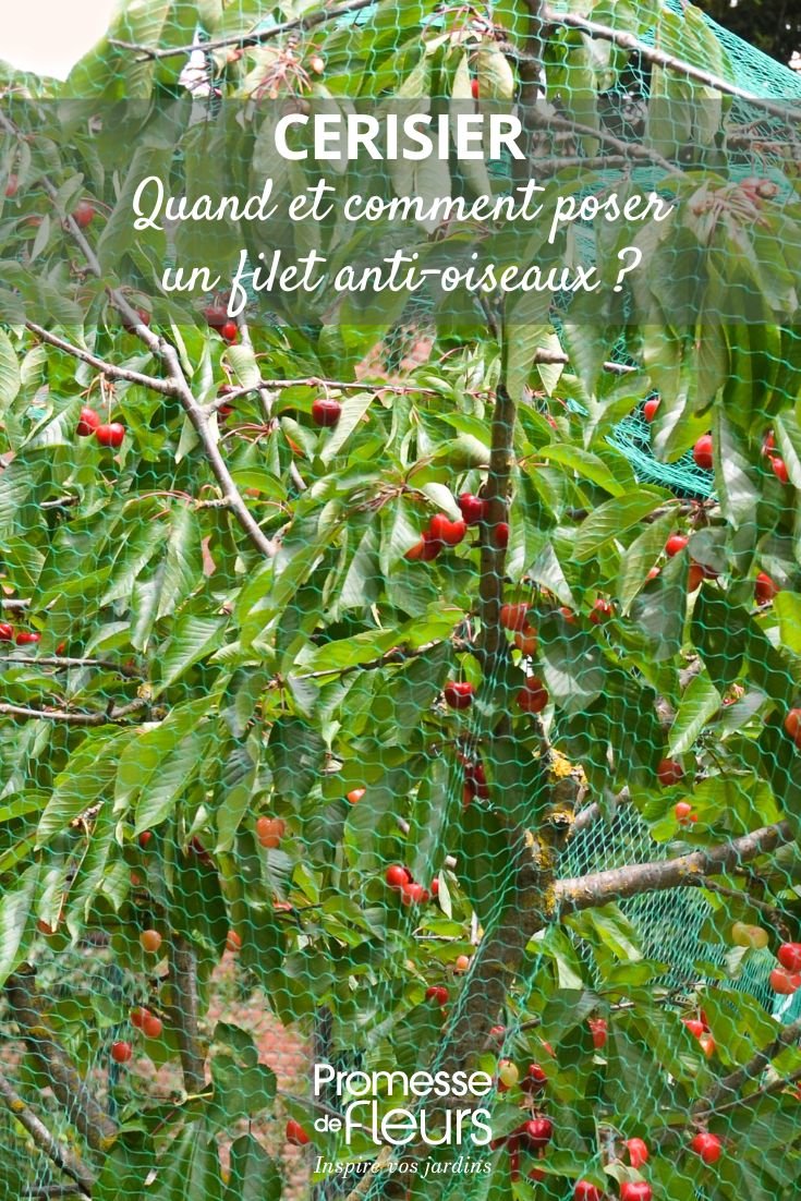 protéger le cerisier des oiseaux avec un filet