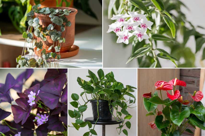 Plantes d'interieur a offrir pour la fete des meres