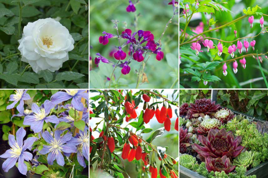 Idees de cadeaux pour la fete des meres - Plantes pour le jardin