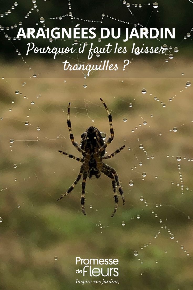 araignée du jardin