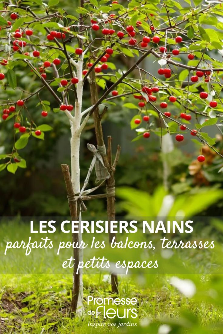 Cerisier nain Fruit Me Cherry Me Burlat