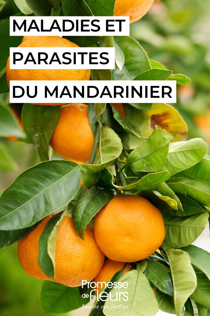 soigner le MANDARINIER