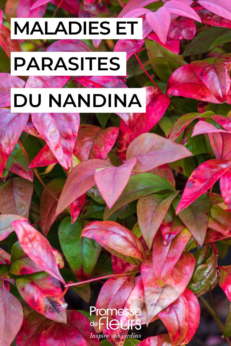 soigner le nandina