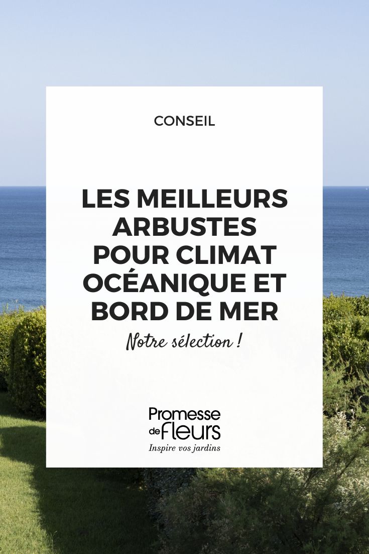 choisir un arbuste pour le bord de mer