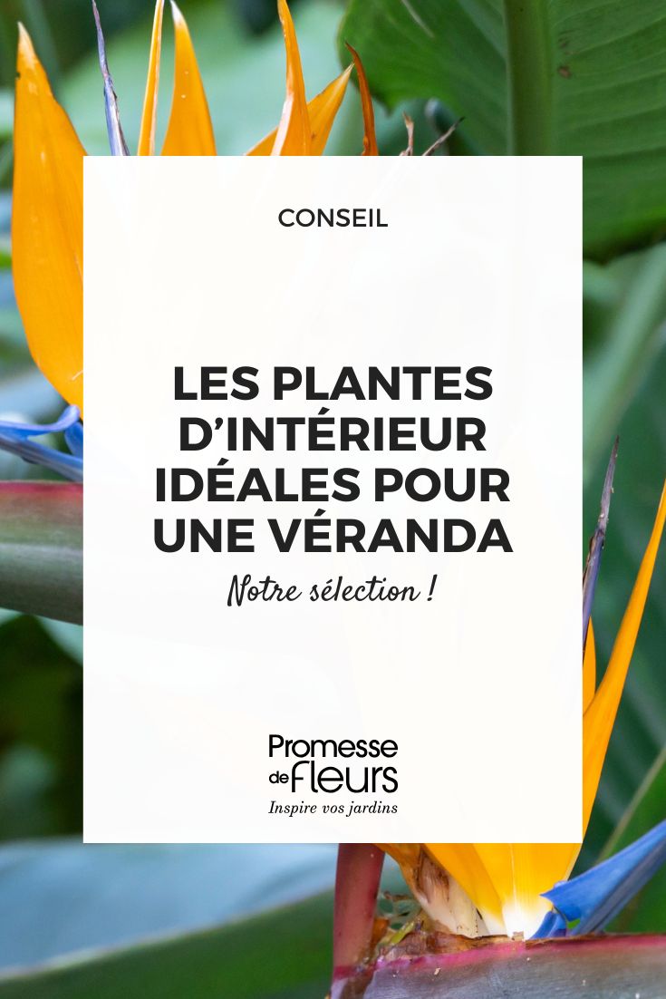 fleurs de strelitzia