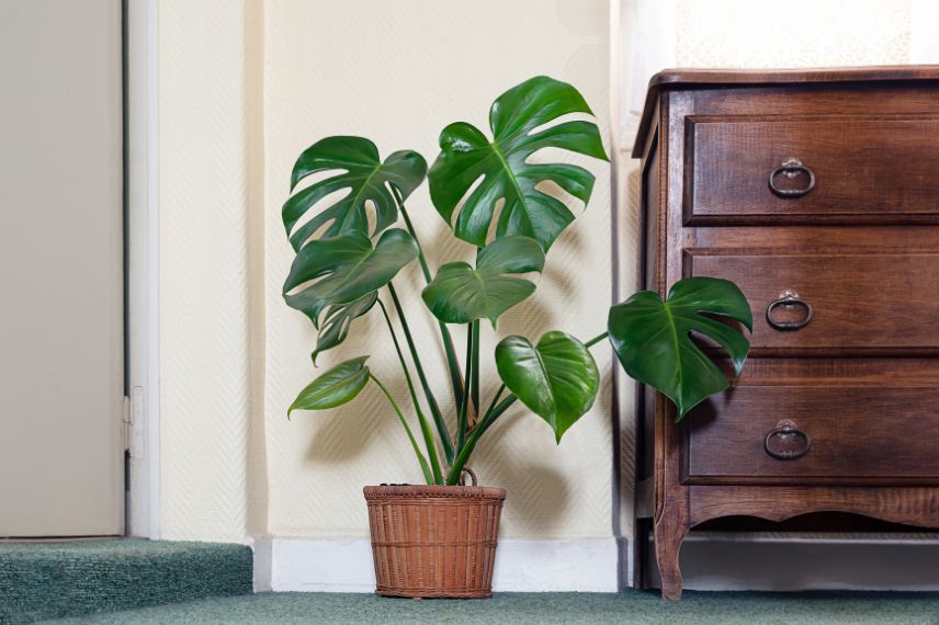 monstera plante d'intérieur salon