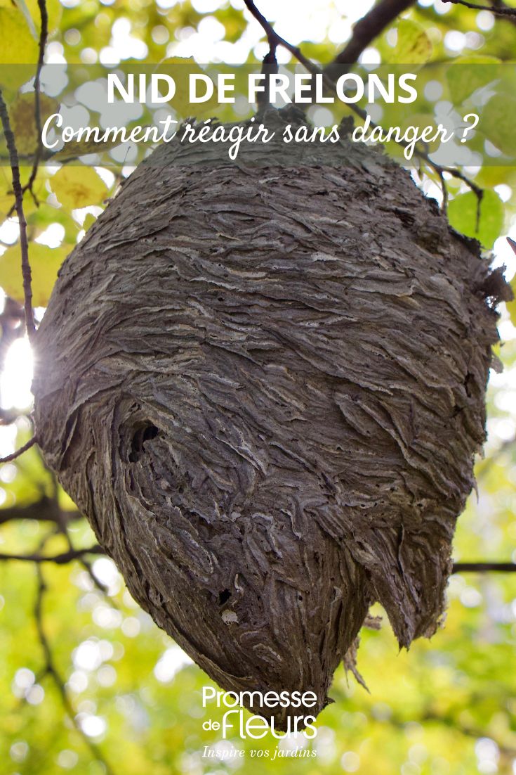 Nid de frelons dans le jardin : comment réagir sans danger ?