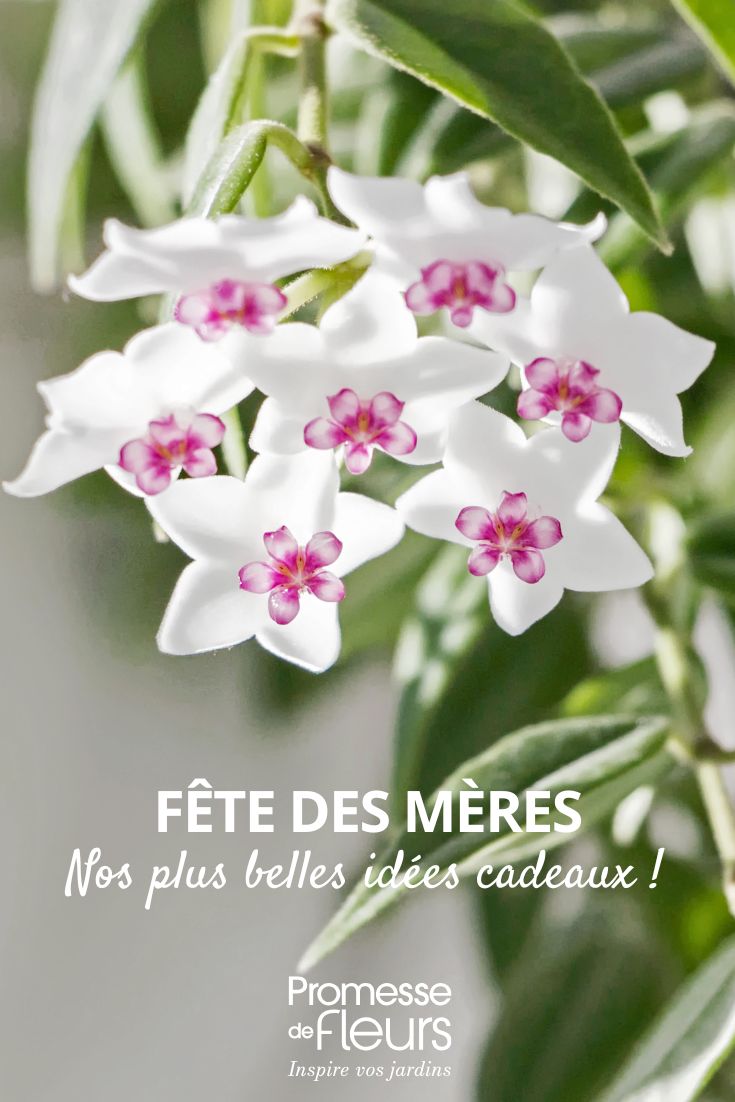 hoya fleur de prcelaine