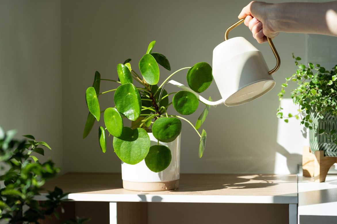 Arrosage du Pilea peperomioides