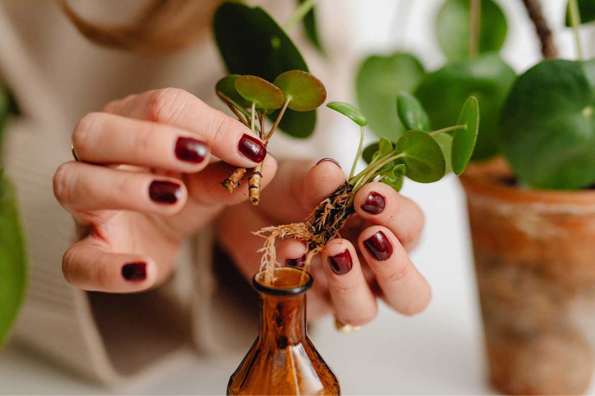 Comment bouturer le Pilea