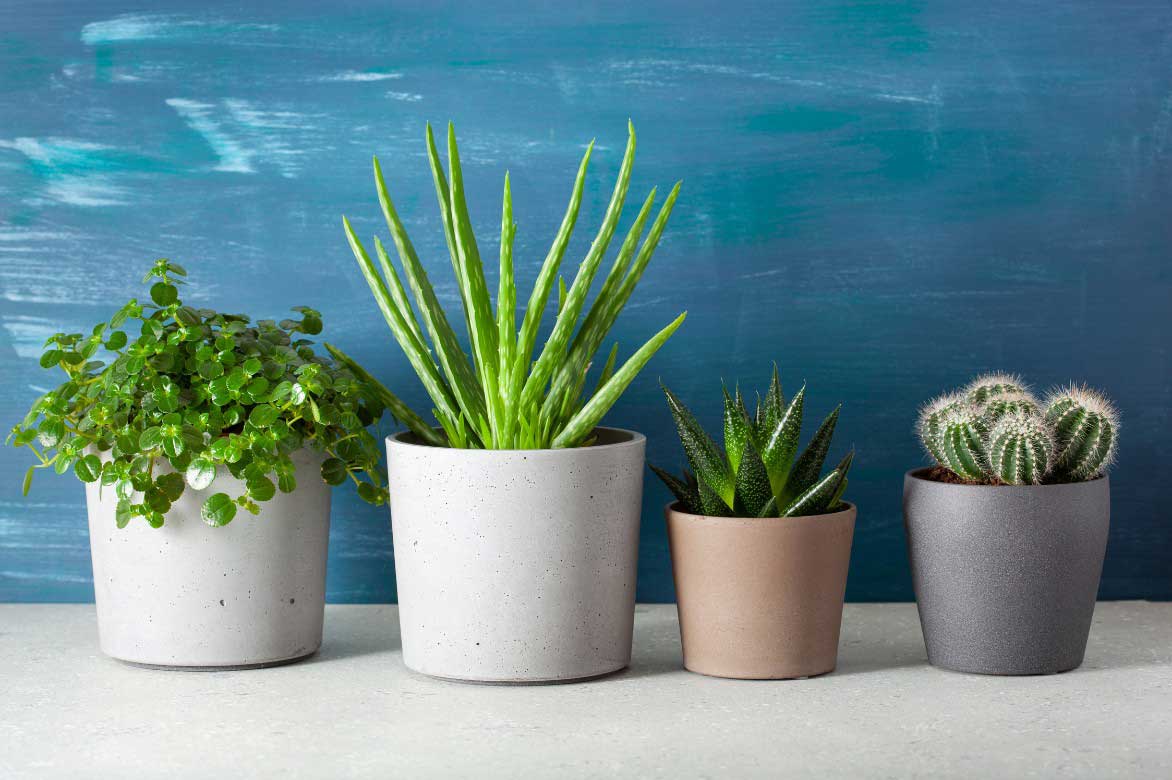 Idées pour associer le Pilea à d'autres plantes d'interieur