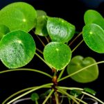 Pilea : Cultiver et entretenir