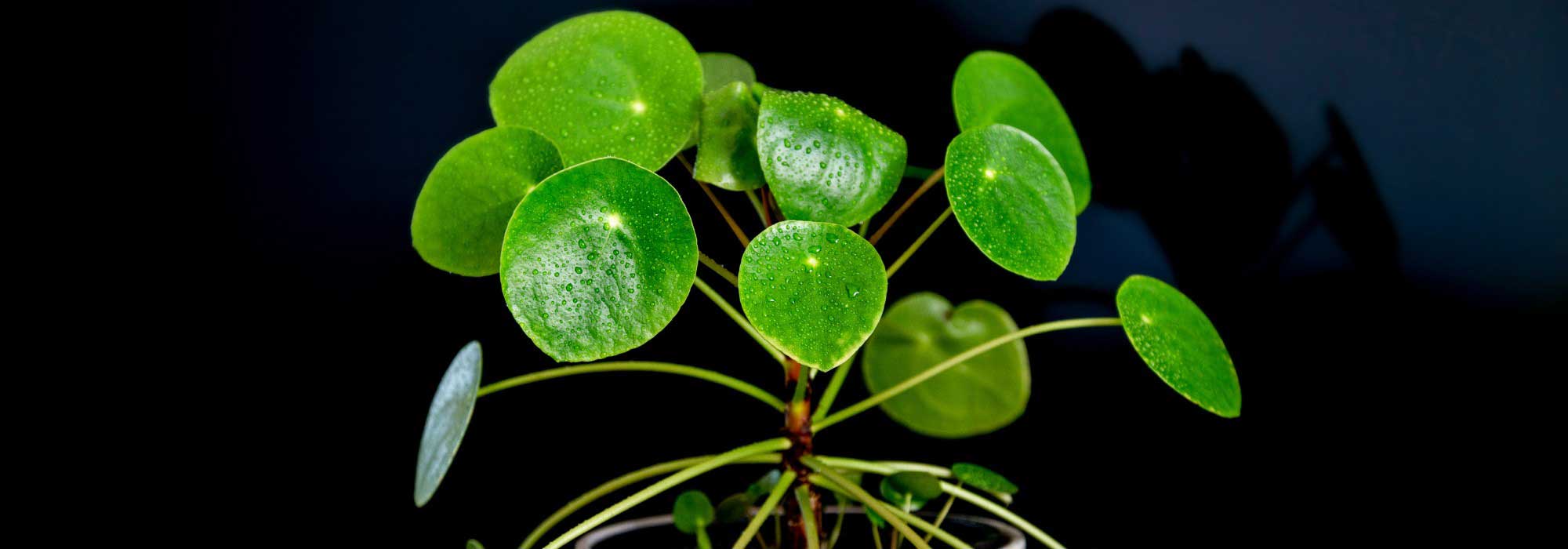 Pilea : Cultiver et entretenir