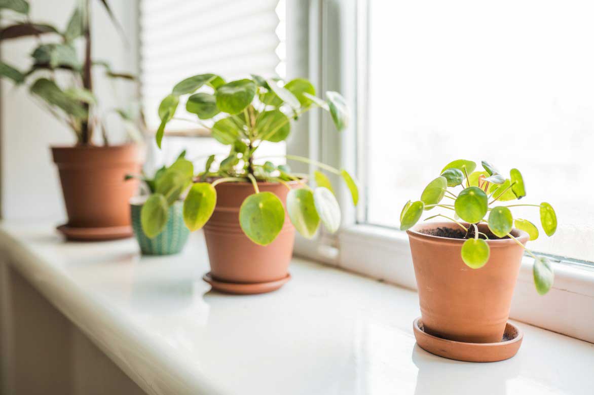 Ou installer le Pilea en interieur