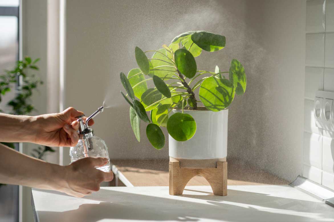 Entretenir le Pilea - Vaporiser de l'eau sur le feuillage