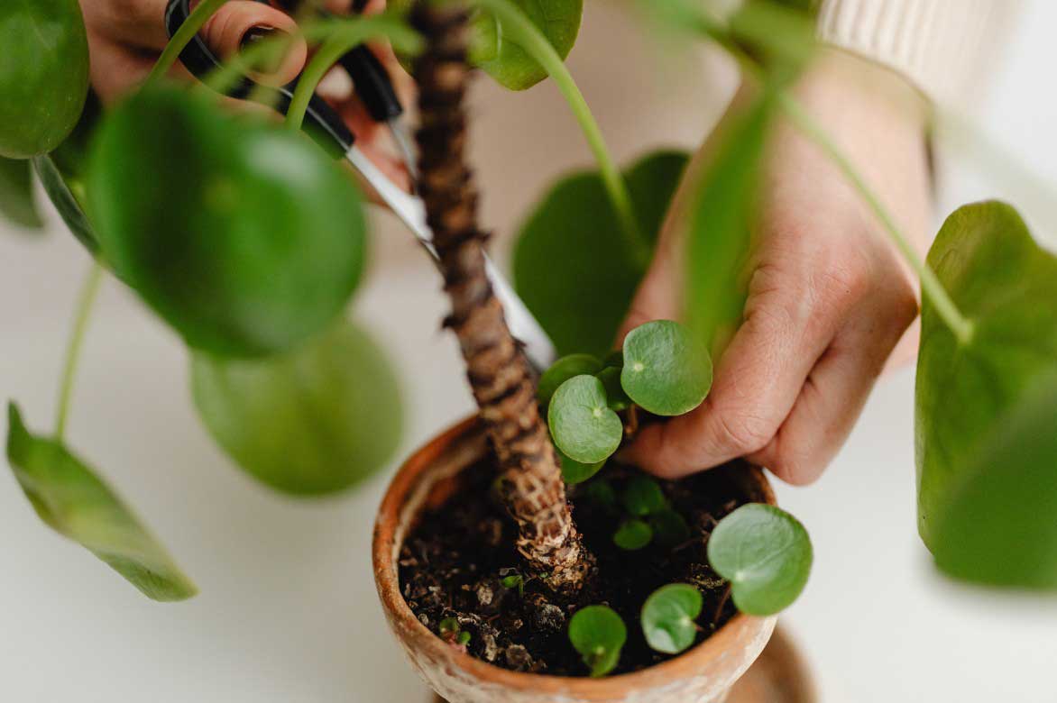 Multiplier le Pilea par prelevement des rejets