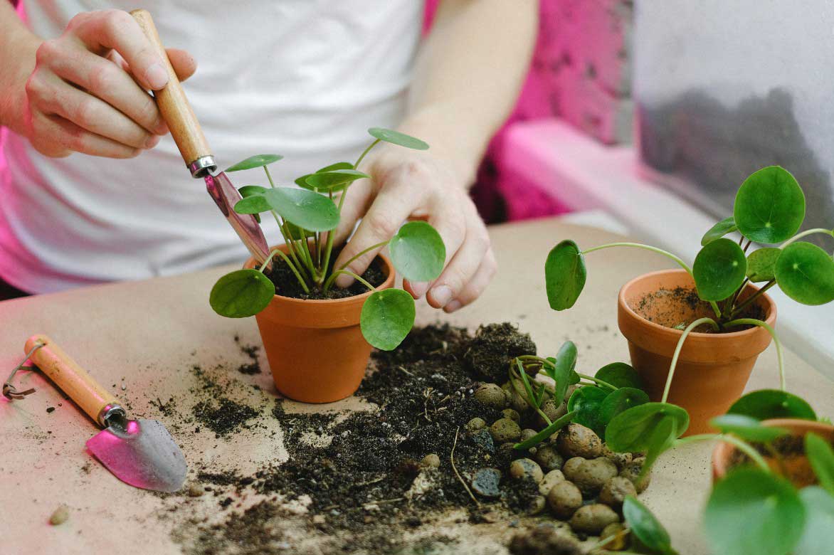 Comment planter ou rempoter le Pilea