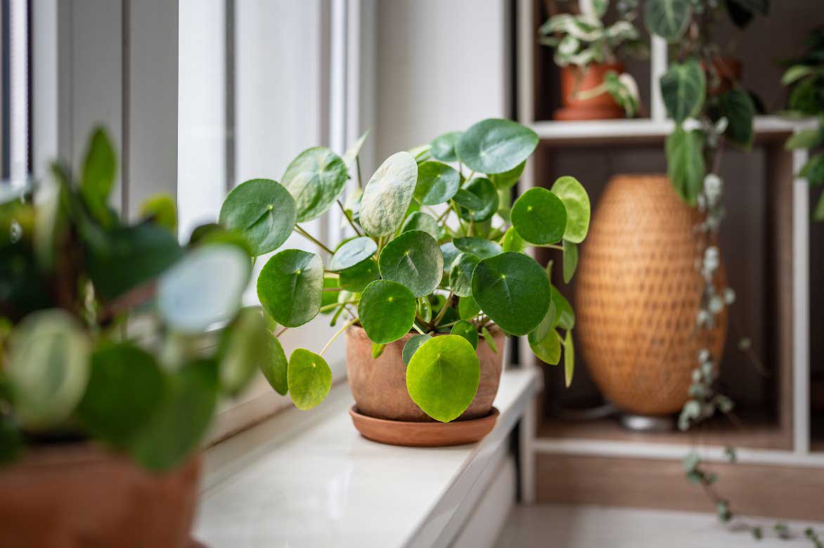 Pilea peperomioides, Plante à monnaie chinoise