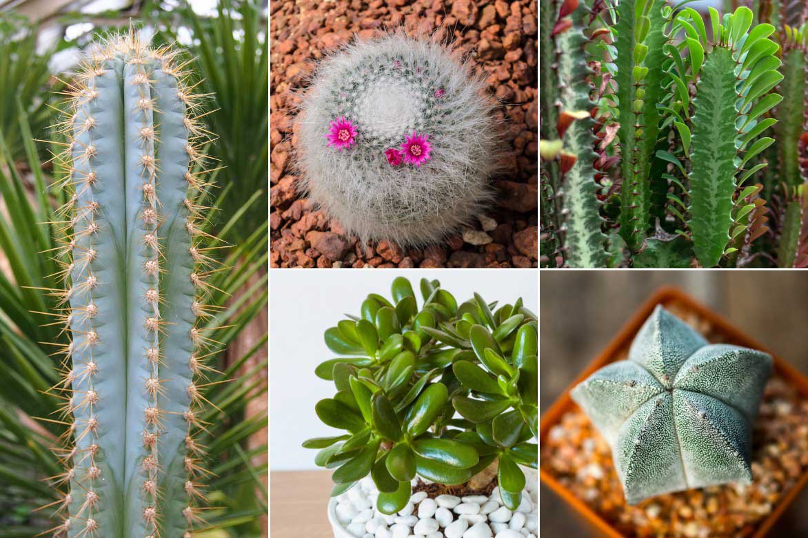 Comment associer le Pilosocereus