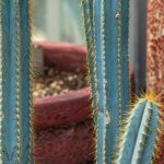 Pilosocereus : planter, cultiver et entretenir