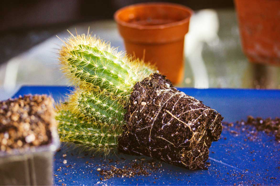 Le rempotage du Pilosocereus