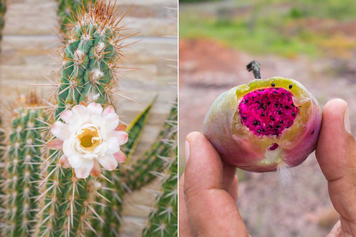 Floraison et fructification du cactus Pilosocereus