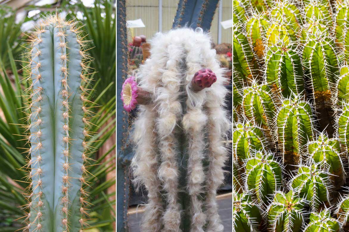 Différentes espèces de cactus Pilosocereus