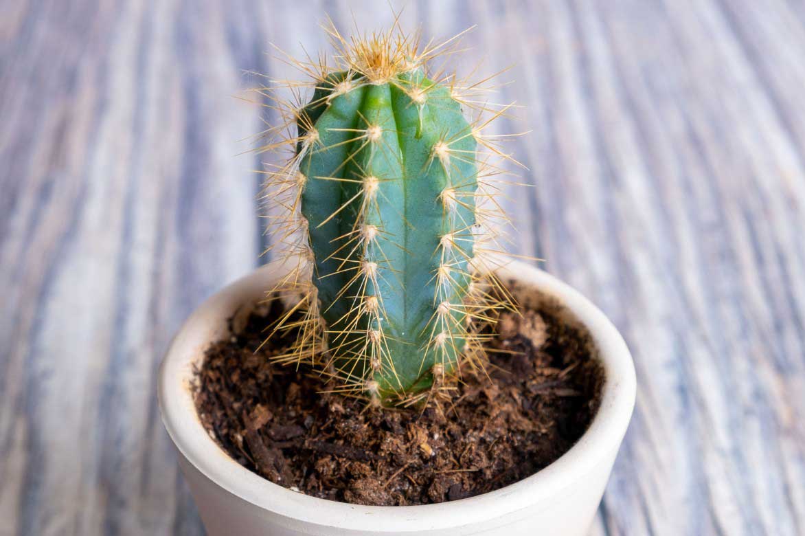 Cactus Pilosocereus cultivé en pot