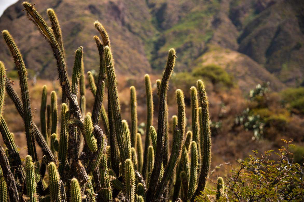 Pilosocereus dans son milieu naturel