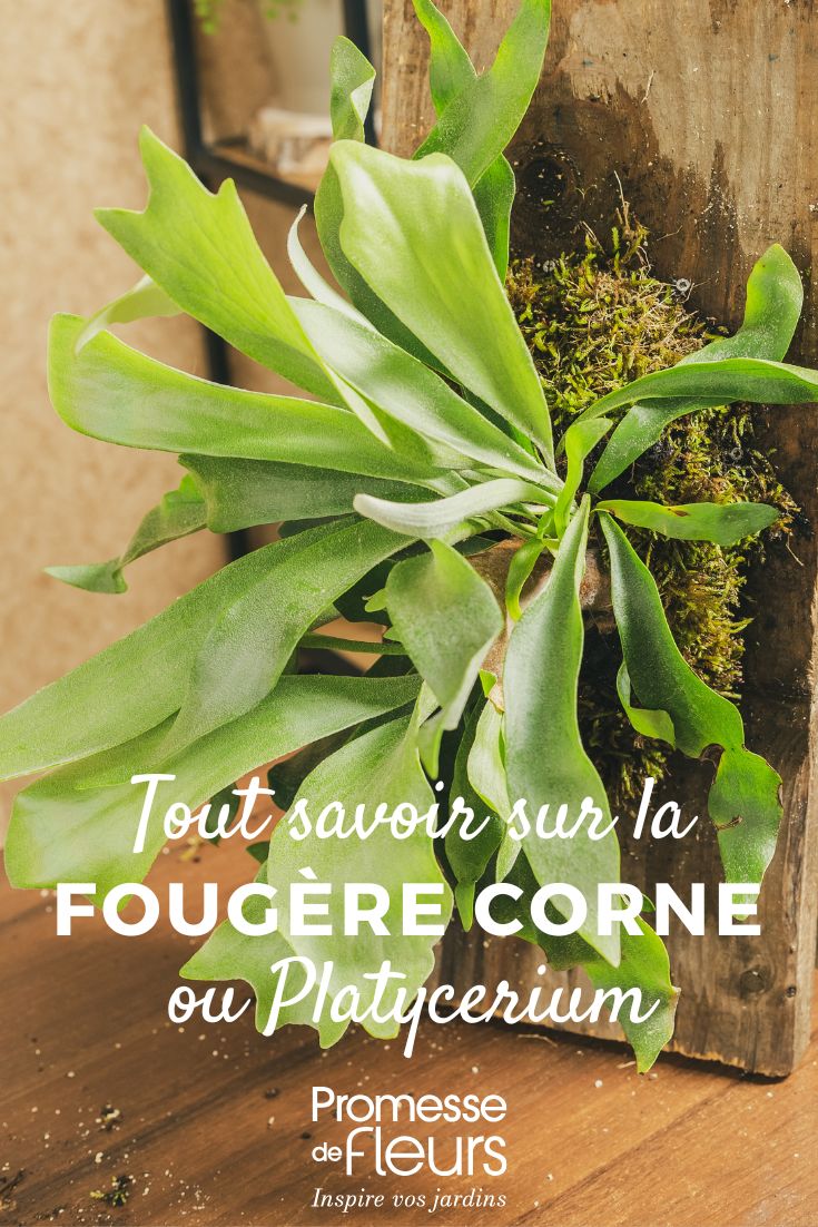 Platycerium, Fougère corne d'élan : Culture et entretien