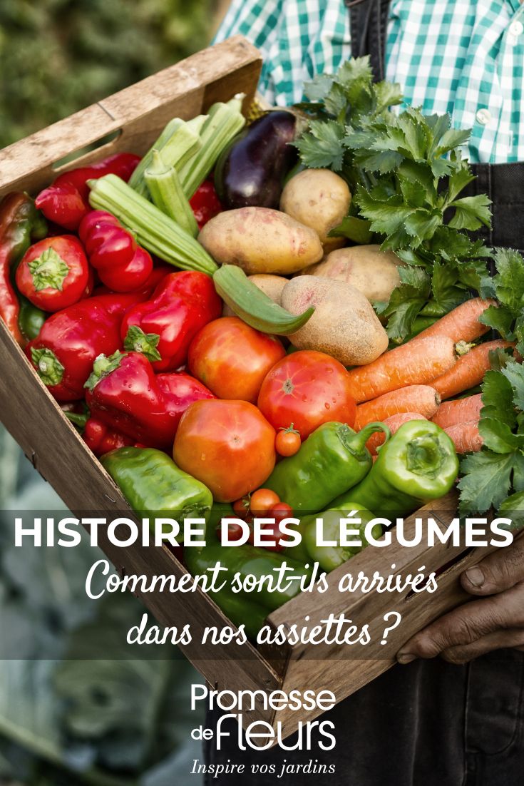 D’où viennent nos légumes préférés ? Leur histoire révélée