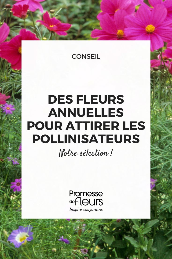 Choisir des plantes mellifères