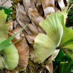 Platycerium, fougère corne d'élan : culture et entretien