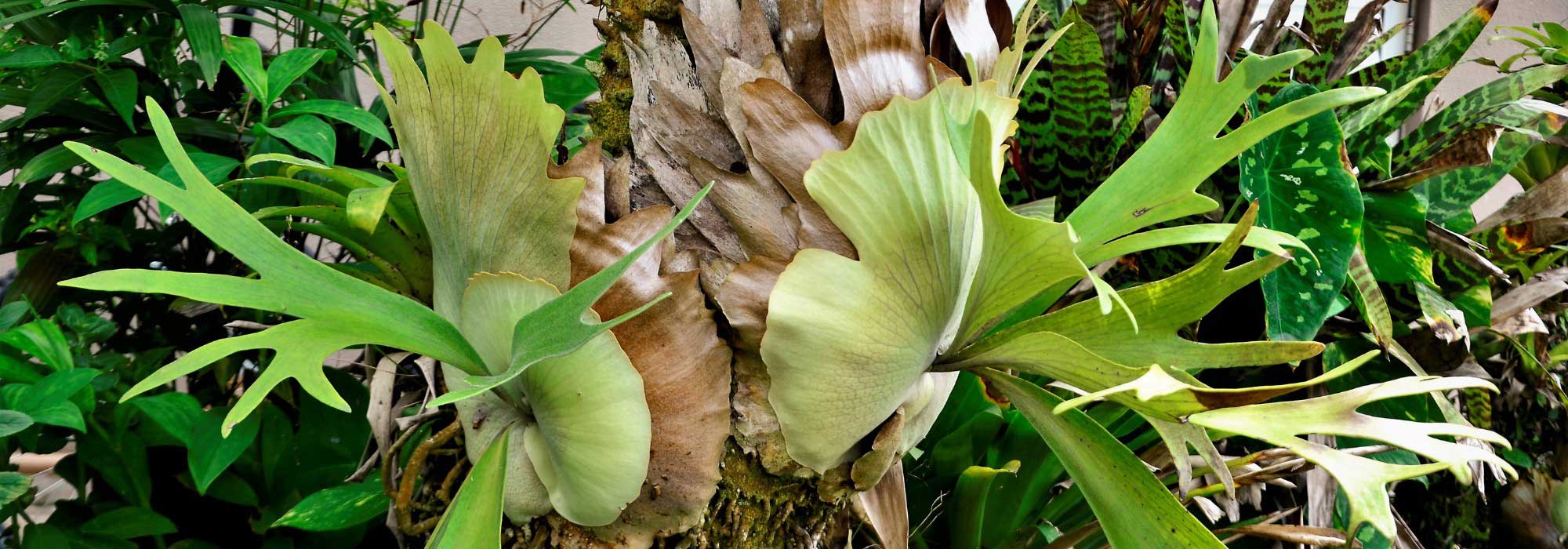 Platycerium, Fougère corne d'élan : Culture et entretien