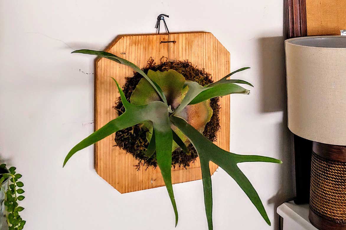 Platycerium sur un support mural