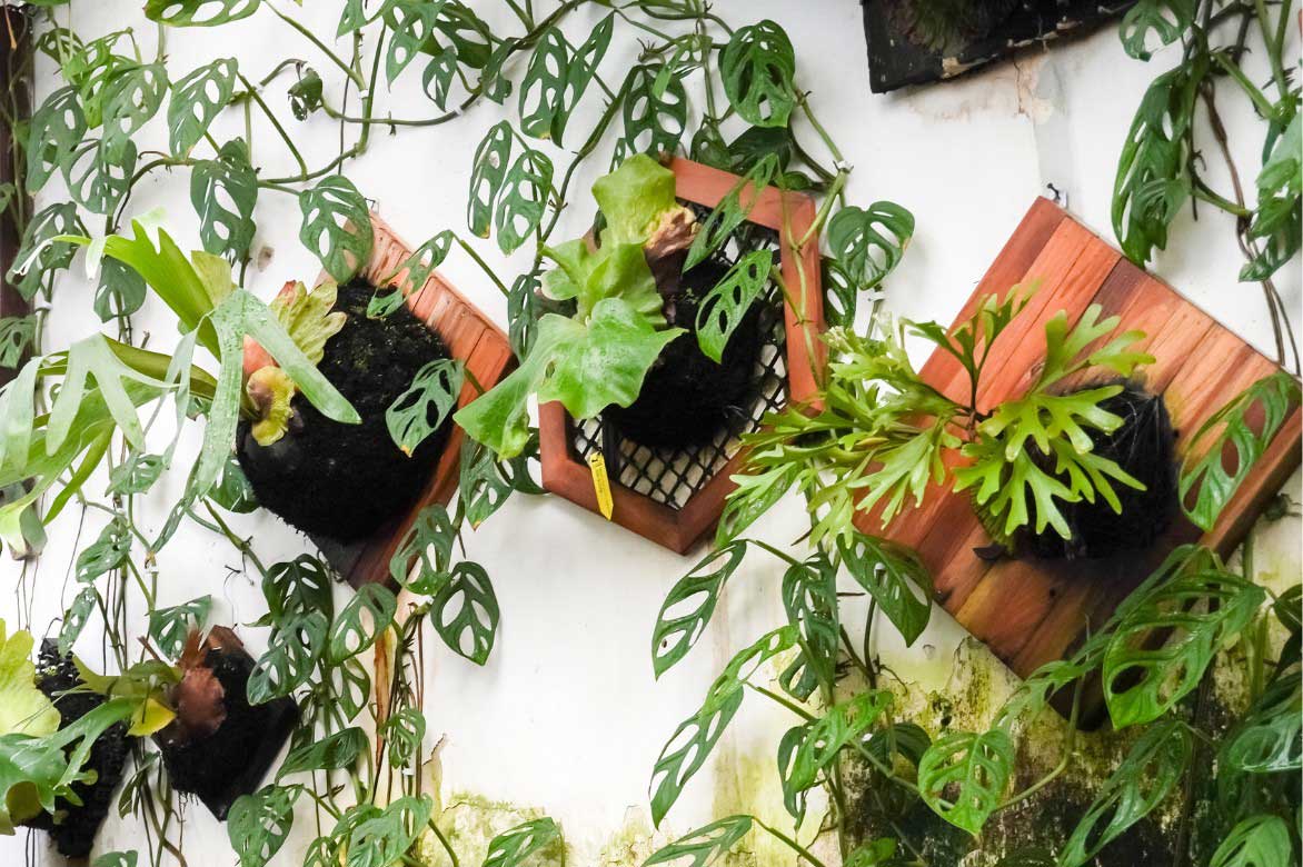 Comment associer le Platycerium