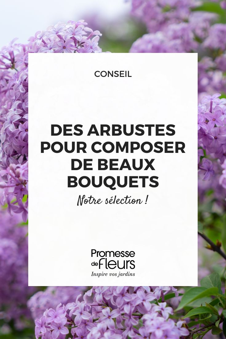 fleurs de lilas