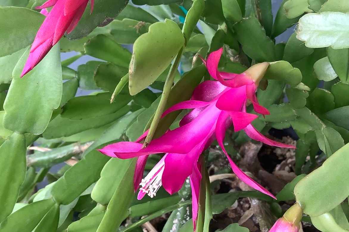 cactus de noel entretenir