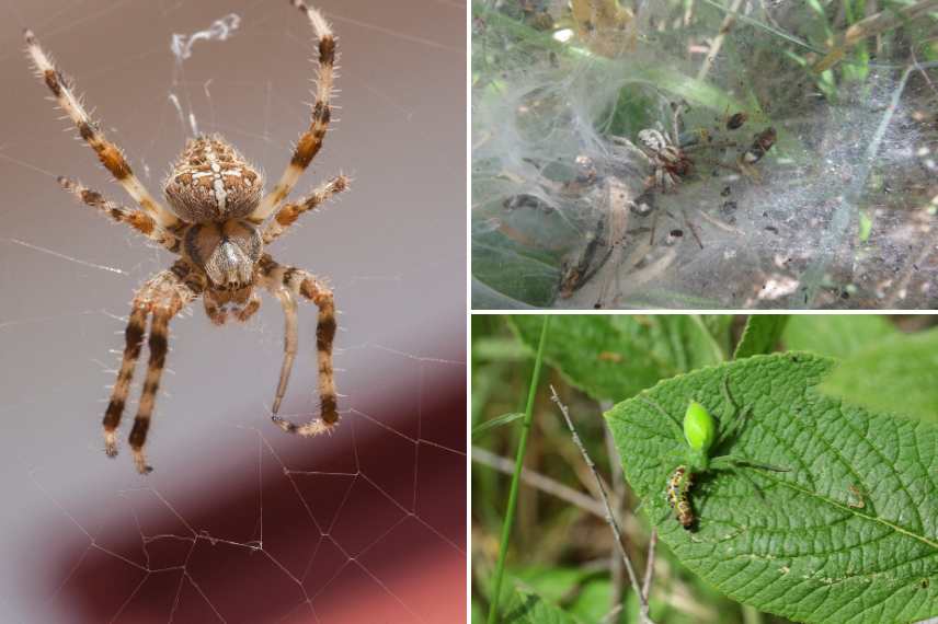 araignées du jardin 