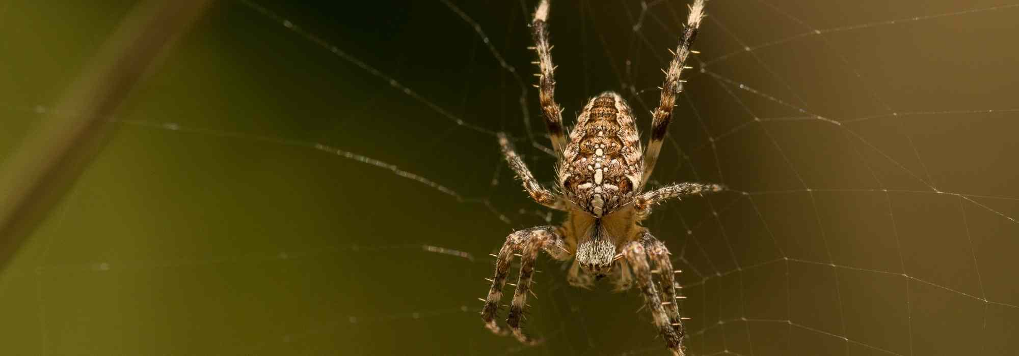 Les araignées au jardin : pourquoi il faut les laisser tranquilles ?