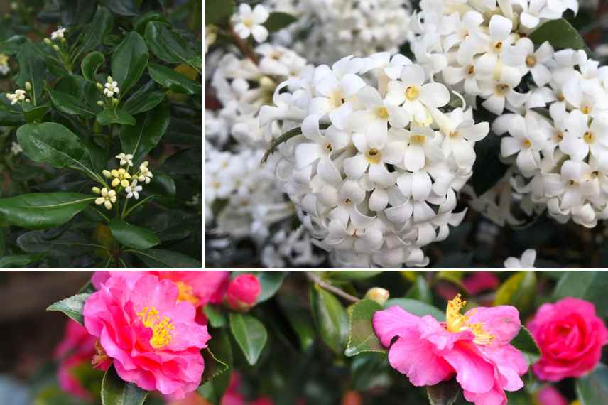 arbustes parfum mer cote littoral