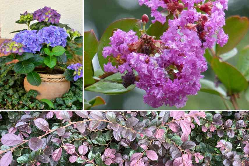 arbustes culture en pot jardin mer