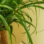Beaucarnea ou Pied d'éléphant : l'entretien de cette plante d'intérieur au fil des saisons