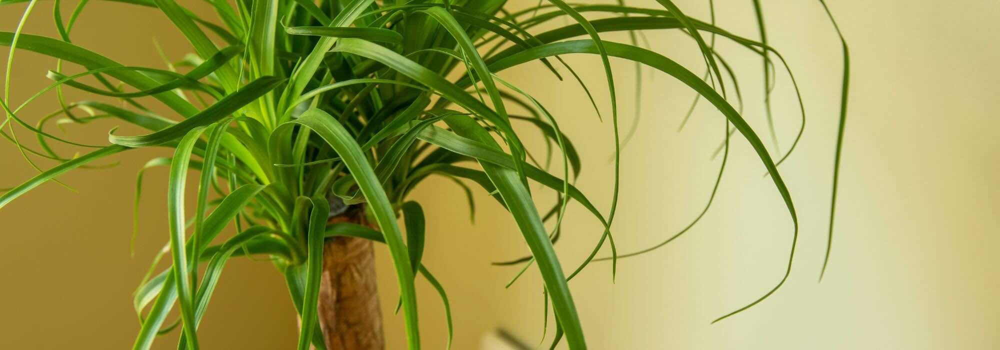 Beaucarnea ou Pied d'éléphant : l'entretien de cette plante d'intérieur au fil des saisons