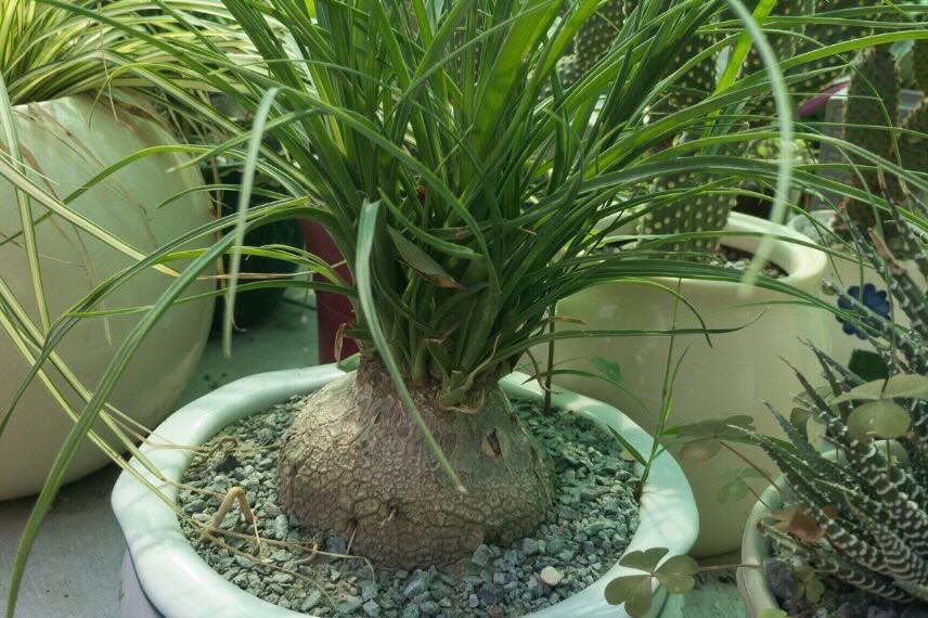 beaucarnea en extérieur en été