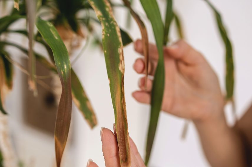 feuilles abimées de Beaucarnea