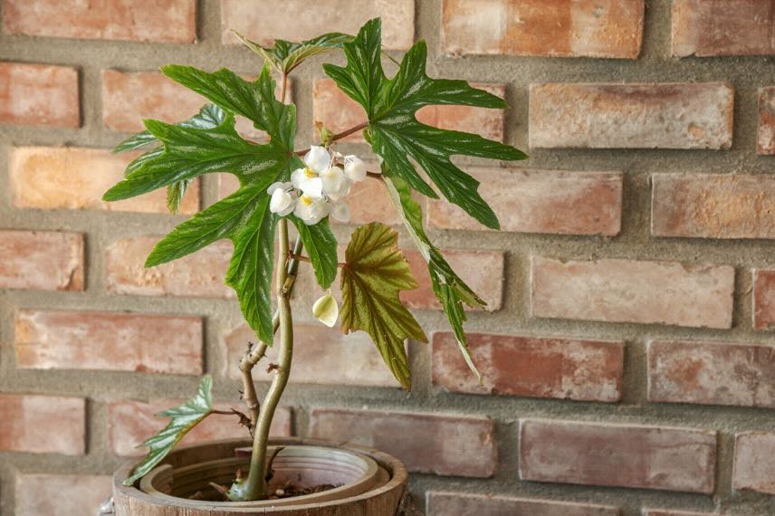 Begonia canne d'intérieur